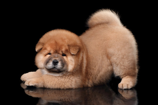 CHOW CHOW puppies from CHENNAI. Breeder: Boerboel Kennel